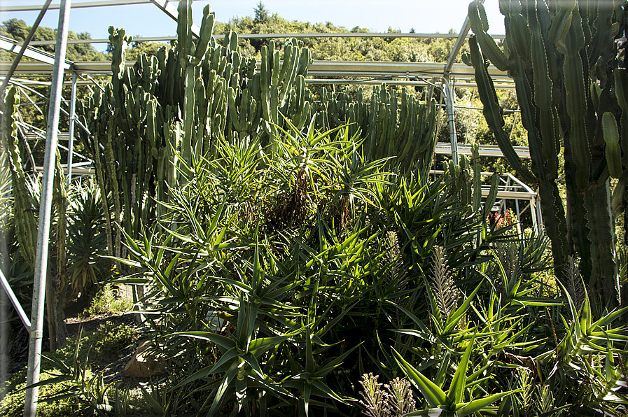 foto Giardini Trauttmansdorff - Giardini del Sole